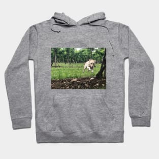 Doggy through the grapevine. Hoodie